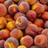 Contender Peach -Zone Trees Store shutterstock 592176266 355a588d 42e8 4048 915e 40e388c01a97 1