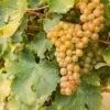 Sauvignon Blanc Grape -Zone Trees Store shutterstock 609197756 1
