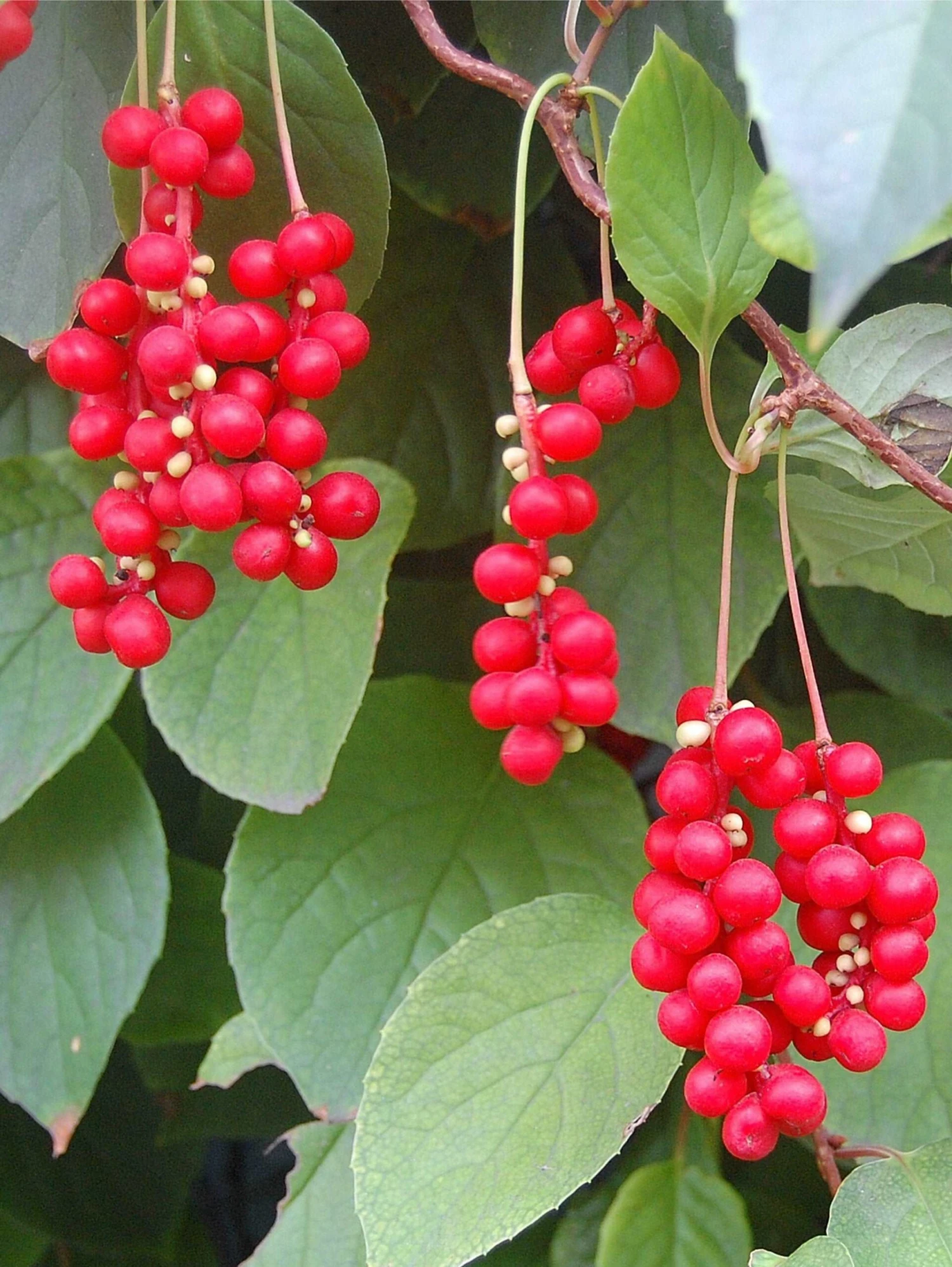 Eastern Prince ™ Magnolia Vine 3 Eastern Prince ™ Magnolia Vine