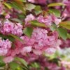Kwanzan Flowering Cherry -Zone Trees Store shutterstock 70266937 kwanzan blossoms 2 1
