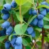 Blue Pagoda™ Honeyberry -Zone Trees Store shutterstock 723311164 1