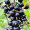 Risager Black Currant -Zone Trees Store shutterstock 75304882 1