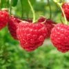 Boyne Raspberry Bundle (5 Plants) 1 Boyne Raspberry Bundle (5 Plants) -Zone Trees Store shutterstock 76606609 1 4ddde6ae b89c 449a 881f 46a79195dac0