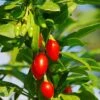 Phoenix Tears Goji Berry 2 Phoenix Tears Goji Berry -Zone Trees Store shutterstock 87391118 1