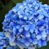 Forever Blue Hydrangea 2 Forever Blue Hydrangea -Zone Trees Store shutterstock 90050737 1