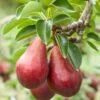 Red Clapps European Pear 1 Red Clapps European Pear -Zone Trees Store shutterstock 97703081 1