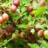 Poorman Gooseberry -Zone Trees Store shutterstock 99670808 1