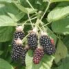 Hall's Beauty Blackberry -Zone Trees Store shutterstock image 1 1