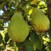 Butt European Perry Pear -Zone Trees Store shutterstock image 10 1