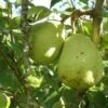 Duchesse D'Angouleme European Pear 2 Duchesse D'Angouleme European Pear -Zone Trees Store shutterstock image 13 1