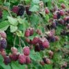 Marionberry 1 Marionberry -Zone Trees Store shutterstock image 4 1 1 1