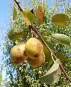 Theilersbirne European Perry Pear