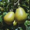 Blake's Pride European Pear -Zone Trees Store shutterstock image 9 1