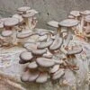 Oyster Mushroom Kit -Zone Trees Store shutterstock 1026884599