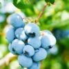 Alpha Toro Blueberry 2 Alpha Toro Blueberry -Zone Trees Store shutterstock 1037342359 1