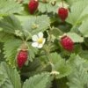 Wild Strawberry 2 Wild Strawberry -Zone Trees Store shutterstock 104055983 1