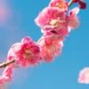 Peggy Clark Flowering Apricot -Zone Trees Store shutterstock 1061245775