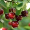 Hudson Cherry 1 Hudson Cherry -Zone Trees Store shutterstock 109532414hudson