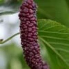 Pakistan Fruiting Mulberry -Zone Trees Store shutterstock 1102699931