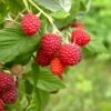 Caroline Raspberry Bundle (5 Plants) -Zone Trees Store shutterstock 1128998837 1acf3e08 26d9 4d05 ae3c ca5bcef7f0a3