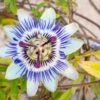 Blue Crown Passionflower -Zone Trees Store shutterstock 1141041311