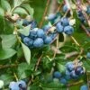Patriot Blueberry -Zone Trees Store shutterstock 114159136 2
