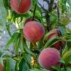 Mary Jane â„¢ Peach 2 Mary Jane â„¢ Peach -Zone Trees Store shutterstock 1154052739