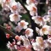 Bungo Flowering Apricot