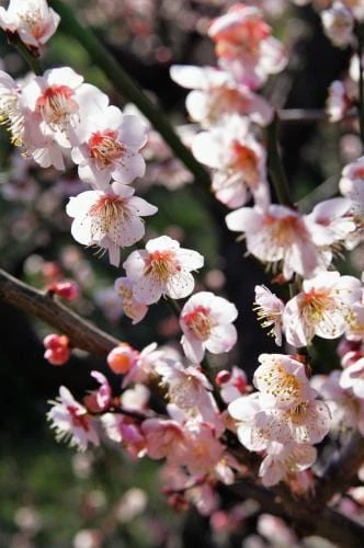Bungo Flowering Apricot 3 Bungo Flowering Apricot