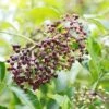 Wyldewood Elderberry -Zone Trees Store shutterstock 1171907257