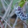 Blue Elderberry -Zone Trees Store shutterstock 1189645075