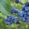 Razz ™ Blueberry -Zone Trees Store shutterstock 1192869643