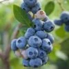 Reka Blueberry -Zone Trees Store shutterstock 1192869697 1