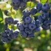 Darrow Blueberry -Zone Trees Store shutterstock 1195256659