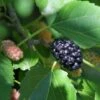 Wellington Mulberry 1 Wellington Mulberry -Zone Trees Store shutterstock 1199642386