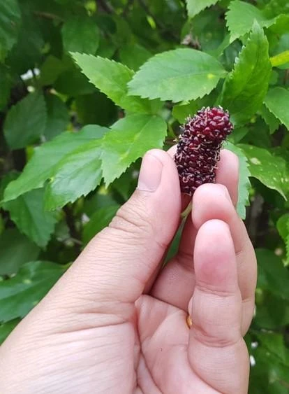 Shangri La Mulberry 3 Shangri La Mulberry