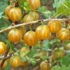 Hinnomaki Yellow Gooseberry -Zone Trees Store shutterstock 138667280