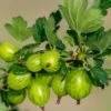 Invicta Gooseberry 2 Invicta Gooseberry -Zone Trees Store shutterstock 142468006