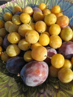 Mirabelle De Nancy European Plum -Zone Trees Store shutterstock 1427325371