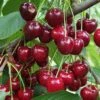 Danube Cherry -Zone Trees Store shutterstock 1455581603