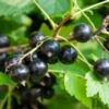 Ben More Black Currant -Zone Trees Store shutterstock 1482109526
