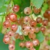 Pink Champagne Currant