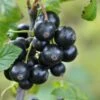 Minaj Smyriou Black Currant 1 Minaj Smyriou Black Currant -Zone Trees Store shutterstock 1497701447