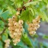 Blanca White Currant 1 Blanca White Currant -Zone Trees Store shutterstock 1551737345