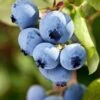 Alpha Burgundy Maine Blueberry -Zone Trees Store shutterstock 156414977 1