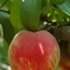 Necta Zee Nectarine -Zone Trees Store shutterstock 174110