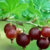 Black Velvet Gooseberry -Zone Trees Store shutterstock 175514207 1