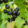 Otelo Black Currant -Zone Trees Store shutterstock 288370247
