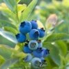 Blueray Blueberry -Zone Trees Store shutterstock 304755110 1