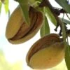 Hall's Hardy Almond -Zone Trees Store shutterstock 310404764